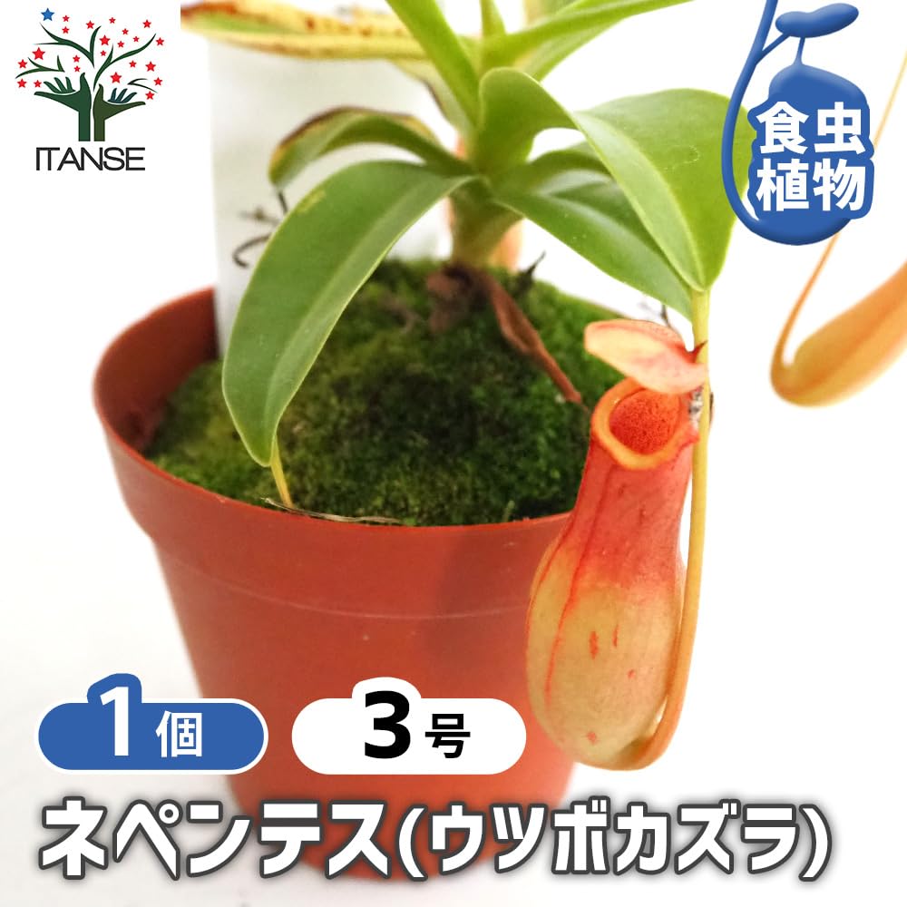 食虫植物　4種種7株 Amazon｜ITANSE ネペンテス(ウツボカズラ) 3号 1個売り 食虫植物